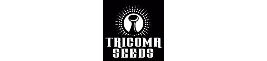 Tricoma Seeds Auto
